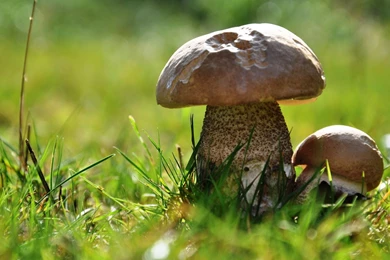 Mushroom Computer Wallpapers, Desktop Backgrounds