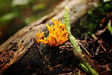 Yellow Mushrooms Wallpapers :: HD Wallpapers