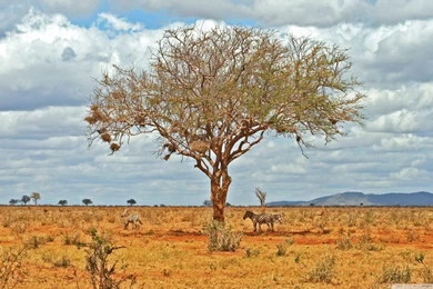 Zebras In The Shade HD Desktop Wallpapers : High Definition ...