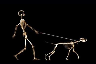 Funny Computer Wallpapers