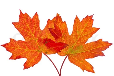 Leaves, Autumn, Foliage, Red, Yellow, Seasonal, Color, Backgrounds ...