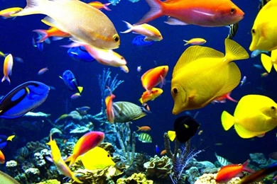 900x599px Fishes Underwater
