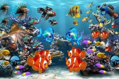 Colorful Fishes Wallpapers