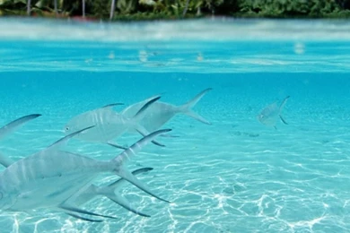 Sony Xperia Z1, ZL, Z, Samsung Galaxy S4, HTC One Fishes ...