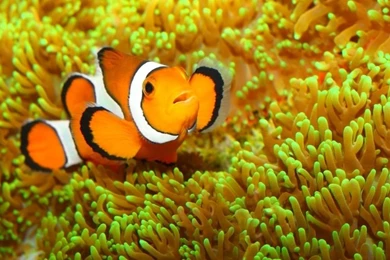 Beautiful Wallpapers: Beautiful Fish Wallpapers