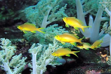 Free All Wallpapers Beautifull: Beautiful Small Fishes Wallpapers