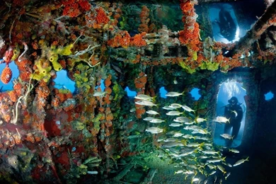 Fishes 1920x1200 Wallpapers, 1920x1200 Wallpapers & Pictures Free ...