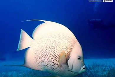 Ocean HD Fish   Photo 139 Of 272