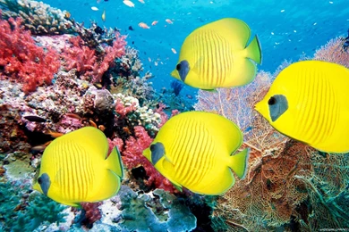 Fishes HD Desktop Wallpapers : Widescreen : High Definition ...