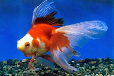 Free All Wallpapers Beautifull: Beautiful Small Fishes Wallpapers