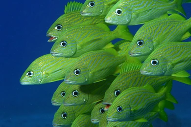 20 Amazing Underwater Wallpapers