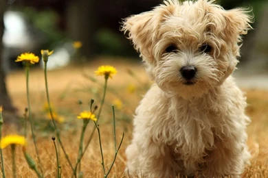 Cute Desktop Backgrounds For Girls