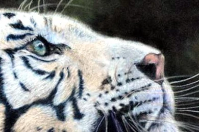 Wallpaper for android phone High Definition 1080x1920 tiger portrait predator butterfly.jpg