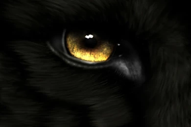 Golden Eye Black Fur Wallpapers 830   Free HD Wallpapers Stock ...