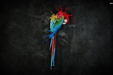 Macaw Wallpapers   Digital Art Wallpapers