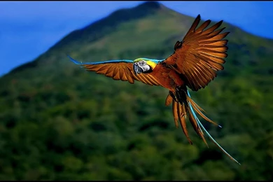 Macaw Parrot Wallpapers Wallpapers Cave