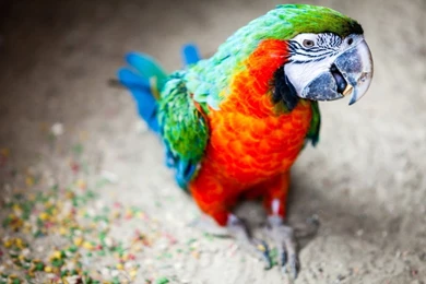 Macaw Wallpapers Free Wide HD Wallpapers