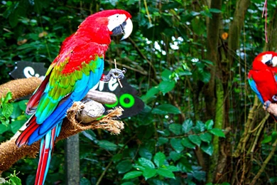Red and green Macaw Computer Wallpapers, Desktop Backgrounds ...