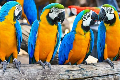 Blue and yellow Macaws Wallpapers Animal Wallpapers