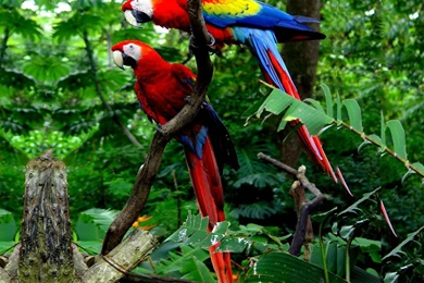 Scarlet Macaw Computer Wallpapers, Desktop Backgrounds