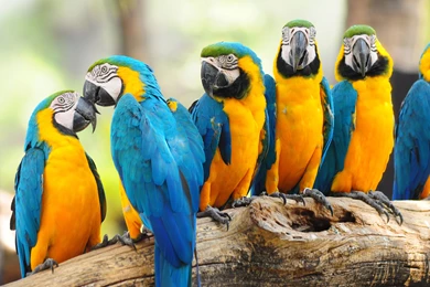 Blue and yellow Macaw Computer Wallpapers, Desktop Backgrounds ...