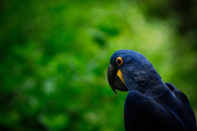 Hyacinth Macaw Computer Wallpapers, Desktop Backgrounds ...