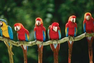 Red Macaw Wallpapers Photo And Wallpaper. All Red Macaw Wallpapers ...