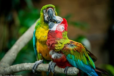Macaw Computer Wallpapers, Desktop Backgrounds