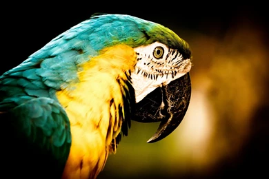 Blue and yellow Macaw Computer Wallpapers, Desktop Backgrounds ...