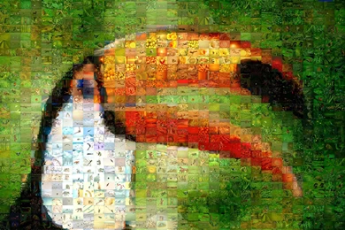 Toucan High Resolution   Free Photographic Mosaic Wallpapers