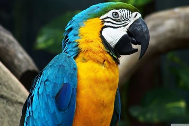 Blue And Yellow Macaw HD Desktop Wallpapers : High Definition ...