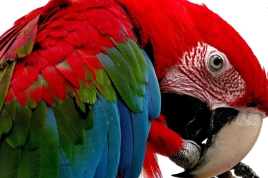 Macaw Wallpapers
