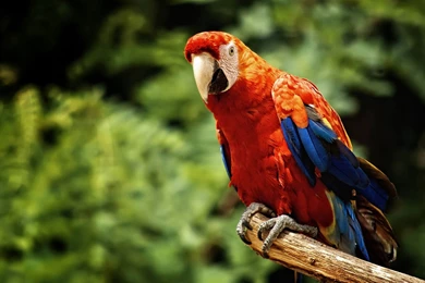 Scarlet Macaw Computer Wallpapers, Desktop Backgrounds