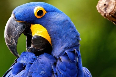 Blue Macaw Wallpapers   Animal Wallpapers