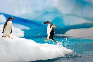 The Antarctic Landscape Penguin Wallpapers 1680x1050 Widescreen Hd ...