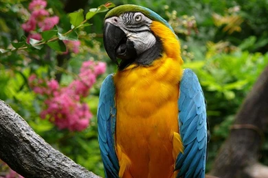 Macaw HD Wallpapers