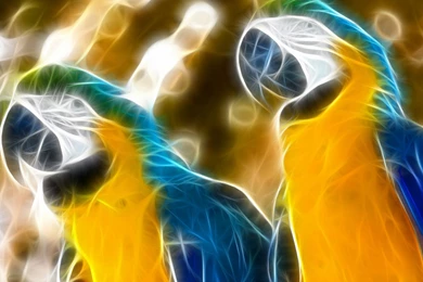 Blue and yellow Macaw Computer Wallpapers, Desktop Backgrounds ...