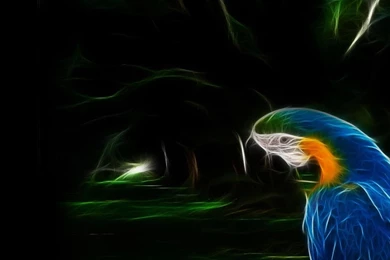 Glowing Macaw Widescreen Wallpapers