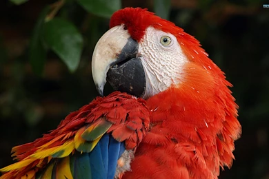 Scarlet Macaw Wallpapers Animal Wallpapers