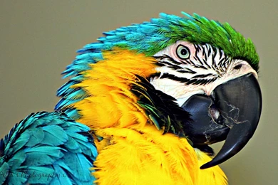 Blue And Gold Macaw