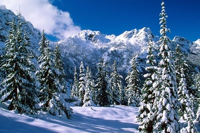 Winter Wonderland : Dreamy Snow Scene Wallpapers 1440x900 NO.46 ...