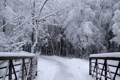 Winter Wonderland Blues Quotes