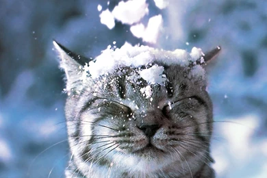Funny Snow Cat Wallpapers Computer Desktop Back