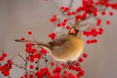 Winter Cardinal Bird Wallpapers Free Download 3872   HD Wallpapers Site
