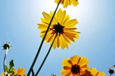 Daisy iPhone Wallpapers Free Download 10059   HD Wallpapers Site