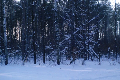 Snowy Backgrounds 1 By TaylorSwift Graphics On DeviantArt