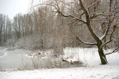 Real Snowy Backgrounds Imgtagram