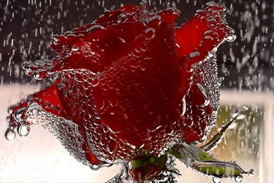 Amazing Red Rose, Flowers, Rain, Water Drop, Bokeh, 1080p Image ...