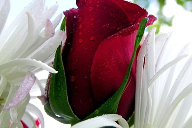 Roses Wallpapers Free Download For Mobile_rose Wallpaper_Hd ...