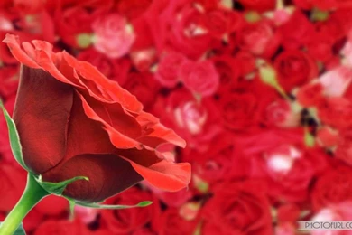 Beautiful Roses Wallpapers Free Download   Wallpapers HD Fine